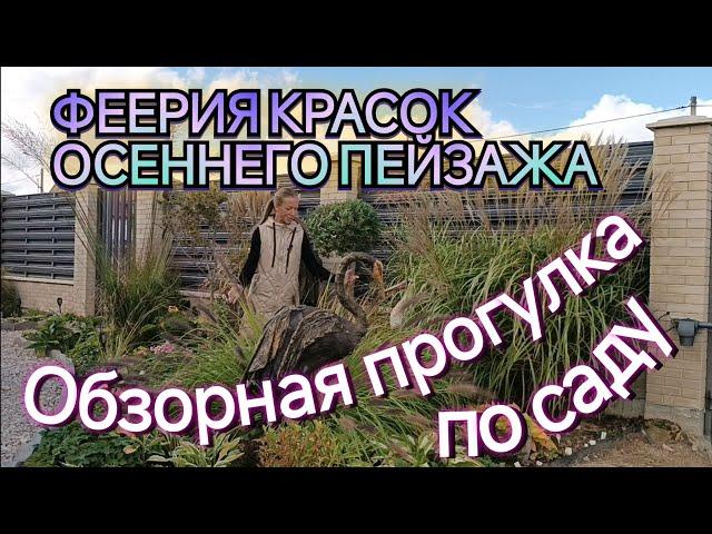 Феерия красок в осеннем саду. Конец сентября радует приятными сюрпризами. Обзор сада.