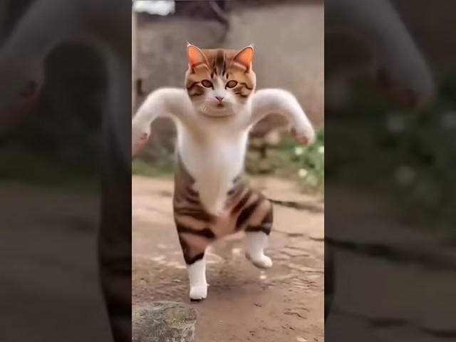 Billi tange range  nachagi  #funny #comedy #cat #parrot #cute #realfools #foodvlog #foodie