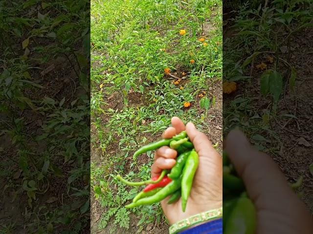 #pachi mirchi #mirapa thota #mirchi