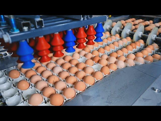 How It's Made: Eggs