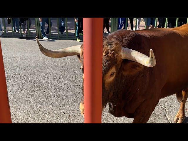 TORO NÚÑEZ DEL CUVILLO REMATA EN LAS VALLAS‼️