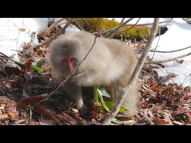 【ニホンザル】 残雪の斜面でドングリを探すサルたち  　～ 志賀高原 ～