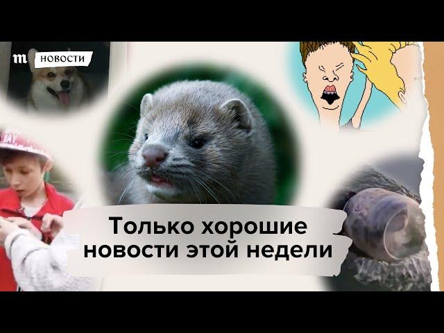 Только хорошие новости недели