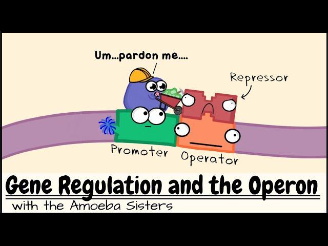 Gene Regulation and the Operon