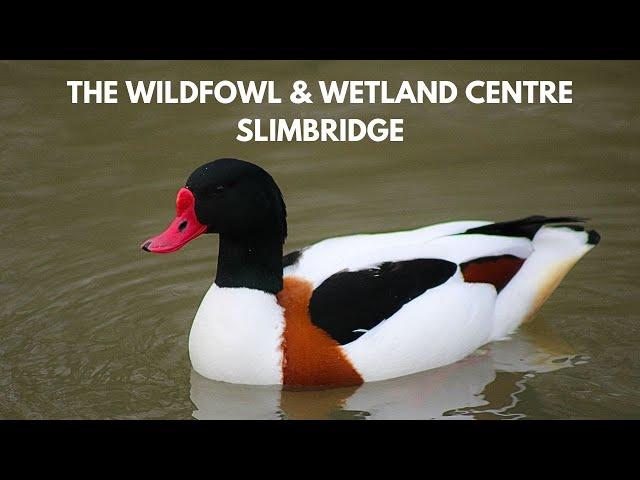 The Wildfowl & Wetlands Trust, Slimbridge - Conservation Chat UK