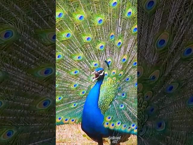 Peacock bird live screaming #birds #shorts #trending #short  #animalsounds