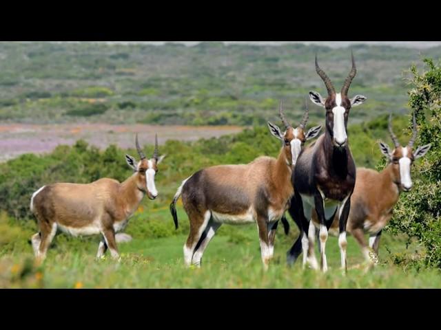 Southern Africa, wildlife facing the seasons