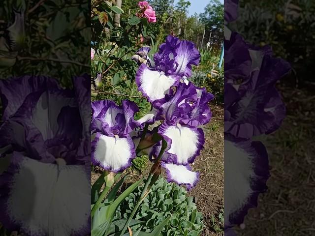 Peace in Every Petal – Relaxing Flower Growth