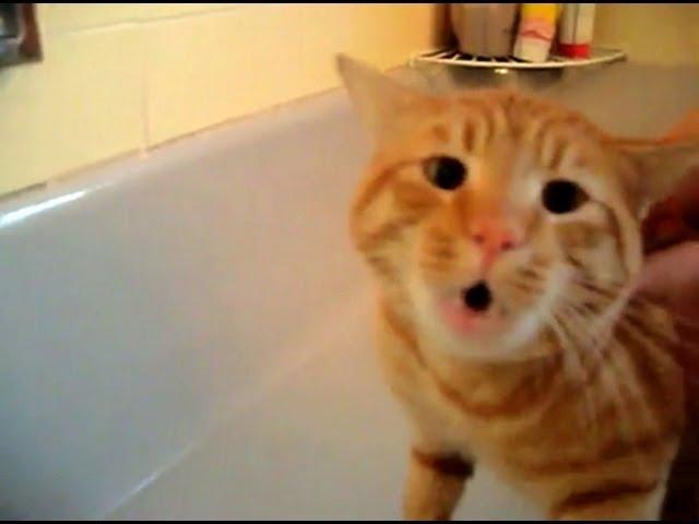 Official Video: Cat Bath Freak Out -Tigger the cat says 'NO!' to bath