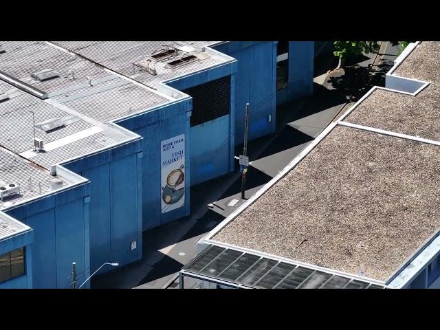 Wentworth Park Fish Markets Glebe Ultimo City Sydney Australia Boxing Day Christmas drone 4K HD