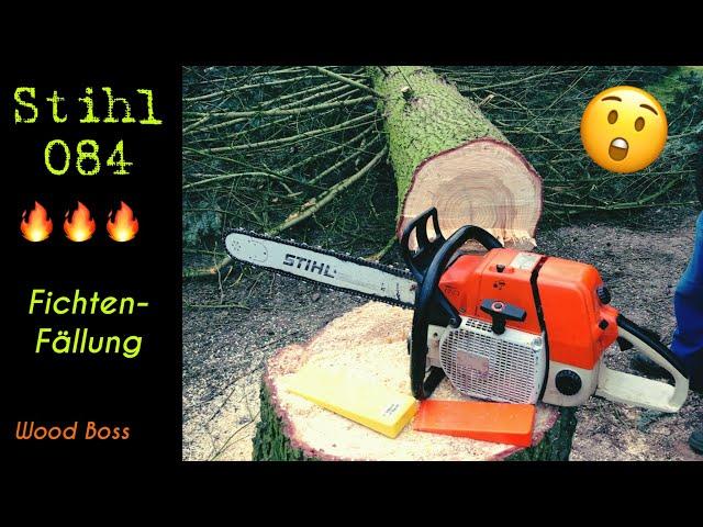 Stihl 084 „MONSTER“ im Einsatz!!! Fällung einer 70iger Fichte