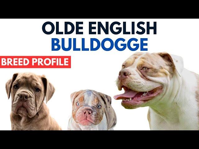 Olde English Bulldogge Breed Profile History - Price - Traits - Grooming Needs - Lifespan - OEB Dog