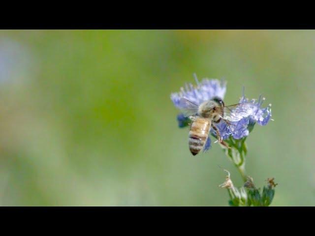 Xerces Society