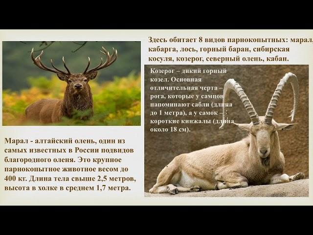 Познавательная презентация "Заповедные земли". Центральная детская библиотека города Мурманска.
