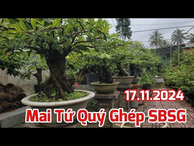 Ngày 17/11 - Bán 3 Cây Mai Tứ Quý Ghép SBSG