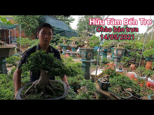 Nguyệt Quế lùn lực, Mai Chiếu Thủy hình thú, Kim Quýt già vườn Bonsai Hữu Tâm Bến Tre