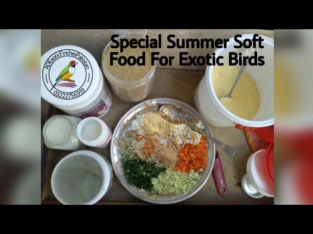 Summer Special Soft Food For Exotic Finches / Parrots | AD Exotic Finches Pakistan