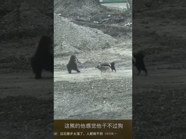 熊想：敵進我退，敵退我進... #funny #可愛動物#dog #animals #Bear