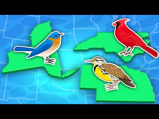 Discover The 50 State Birds Of The US | United States Geography Songs For Kids | KLT