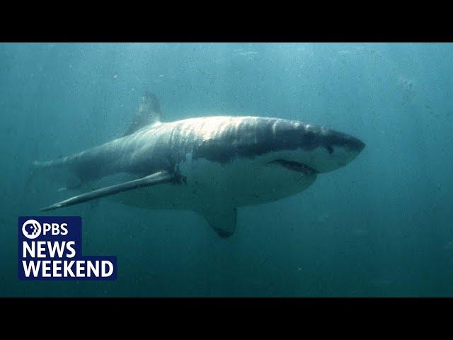 To change perceptions of sharks, swimmer Lewis Pugh takes the plunge at Martha’s Vineyard