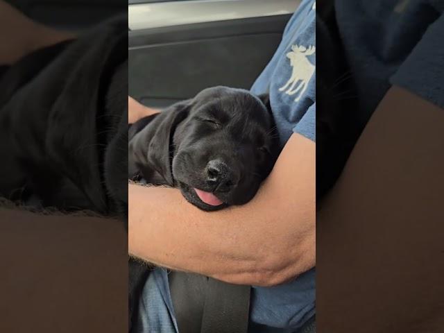 Missy in her first car ride, heading home. Such a sweet girl