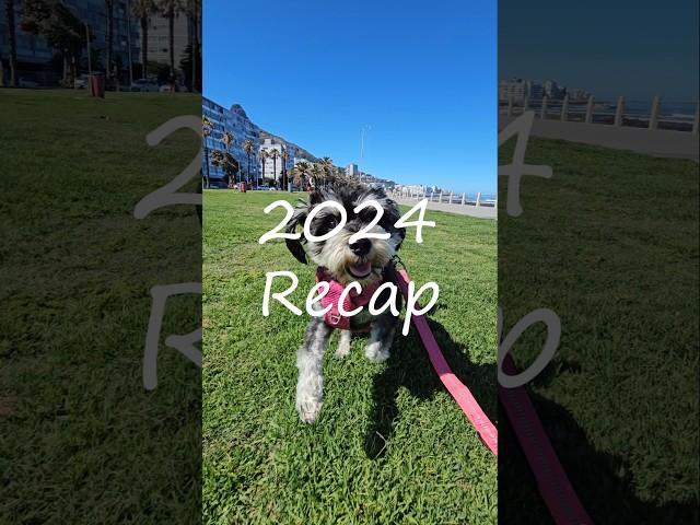 2024 Recap - Shayna The Miniature Schnauzer