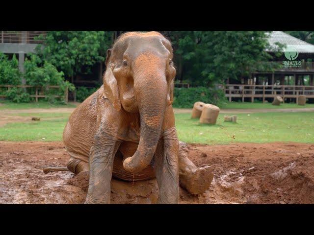 Sopha enjoys her first moments at Elephant Nature Park - ElephantNews