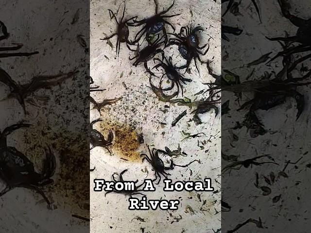 Caught From A Local River | BEE | #BEE #bee #fishing #localfish #crab #fishes #village #viral #trend