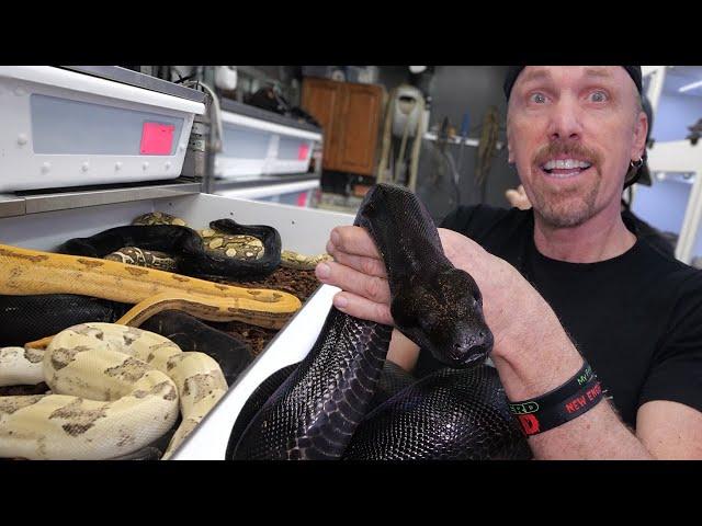 How To Breed Boa Constrictors like a Professional