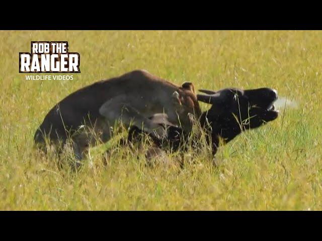 Lions Catch A Buffalo In Long Grass | Maasai Mara Safari | Zebra Plains