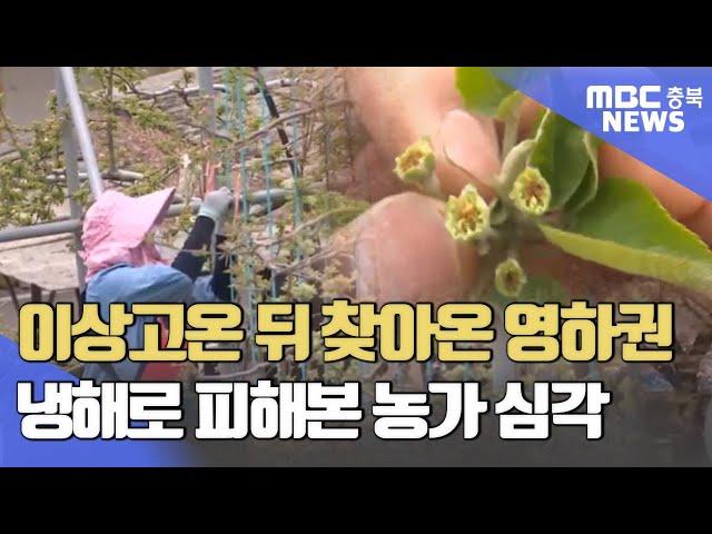 이상고온 이른 꽃망울 냉해에 '고사'ㅣMBC충북NEWS