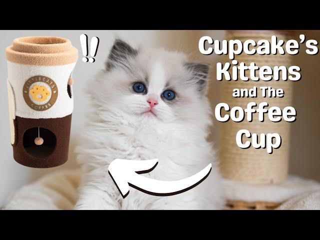 Ragdoll Kittens 10 Weeks Old  So Cute | Funny Kittens