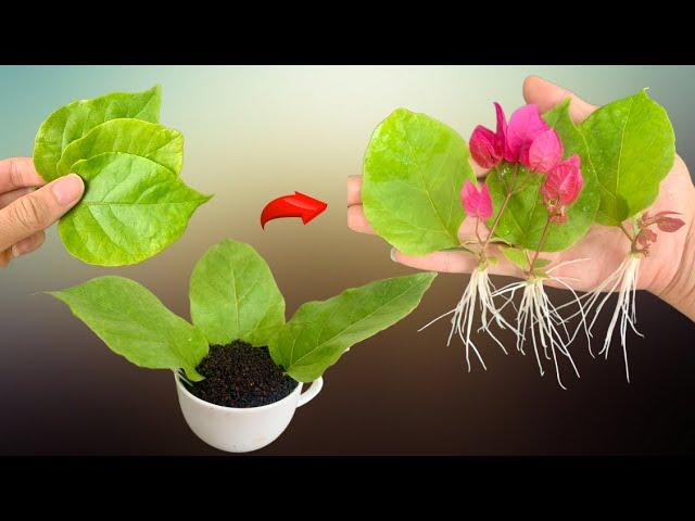 Miraculously! Bougainvillea leaves unexpectedly took root and sprouted overnight