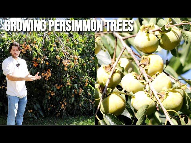 Growing Persimmon Trees: A Guide of Varieties, Harvesting, Astringency, and Tree Size Tips