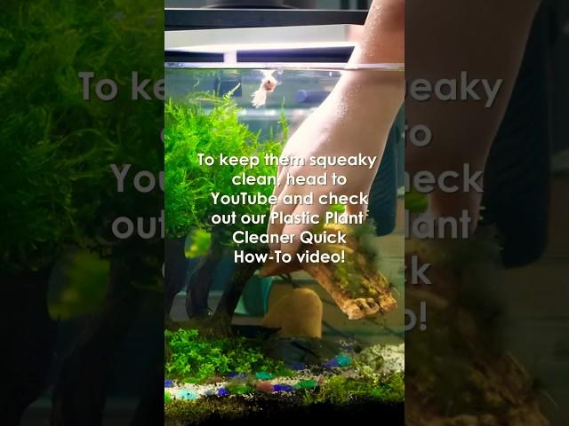 Plastic plants get algae too!🪸 #shorts #fishkeeping #ntlabs #algae #aquarium #ornaments #plastic