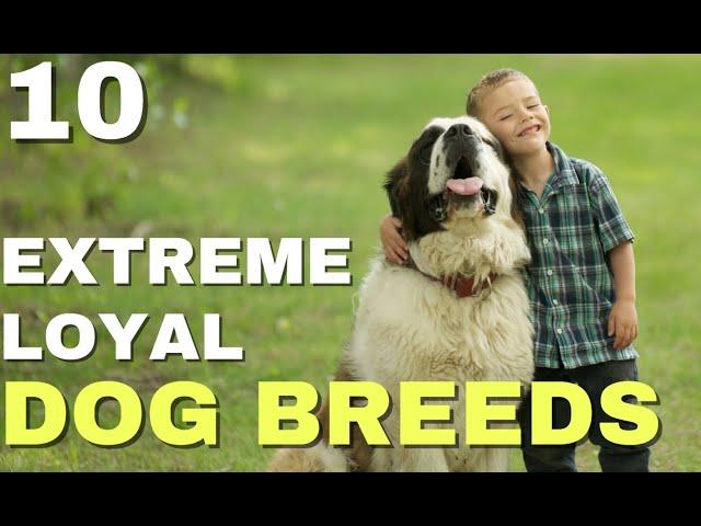 Top 10 Extreme Loyal Dog Breeds