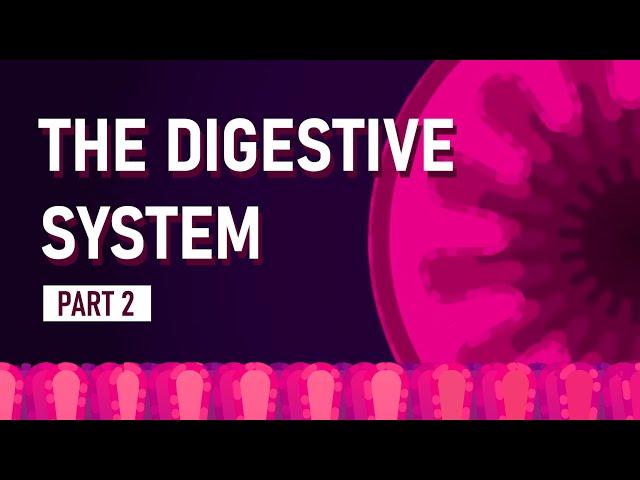 How We Absorb Nutrients | The Digestive System