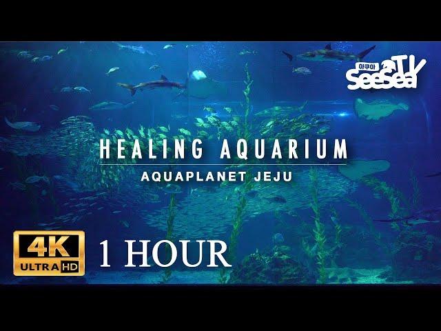 [Healing Aquarium 1Hour] 마음이 편안해지는 힐링 영상 l 아쿠아플라넷 제주 메인수조 1시간 바라보기 4K