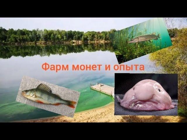 My fishing world | Рыбы на которых хороший фарм.