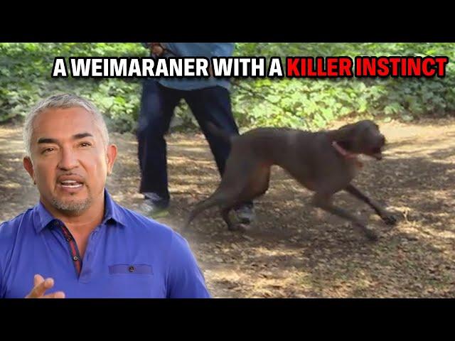 My Toughest Test Yet - A Weimaraner With A Killer Instinct | Cesar 911 Season 2, Ep. 10