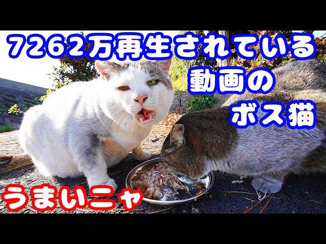 ７２６２万再生されている動画のボス猫たちにご飯をあげたら幸せそうに食べた さくらねこたちのニャンちゃんライフ 野良猫 Impressed cat video Stray cat restaurant