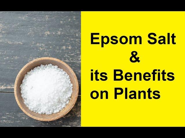 Epsom Salt & its Benefits on plants