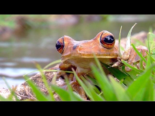 Trafico De Fauna Silvestre, Un Peligro Inminente - TvAgro por Juan Gonzalo Angel