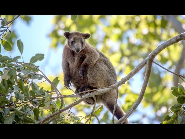 Rare footage of a wild Australian tree kangaroo