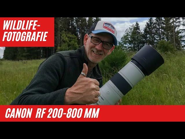 Canon RF 200-800mm an Canon EOS R8 für die Wildlife-Fotografie