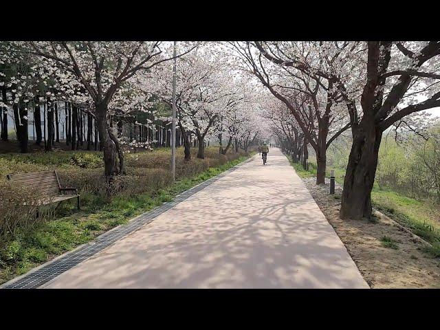 수원 황구지천 벚꽃길 아침산책 I 한국 도보여행 4k walk