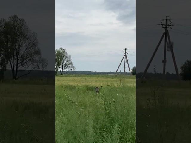 Стойка Курцхаара по куропатке в поле