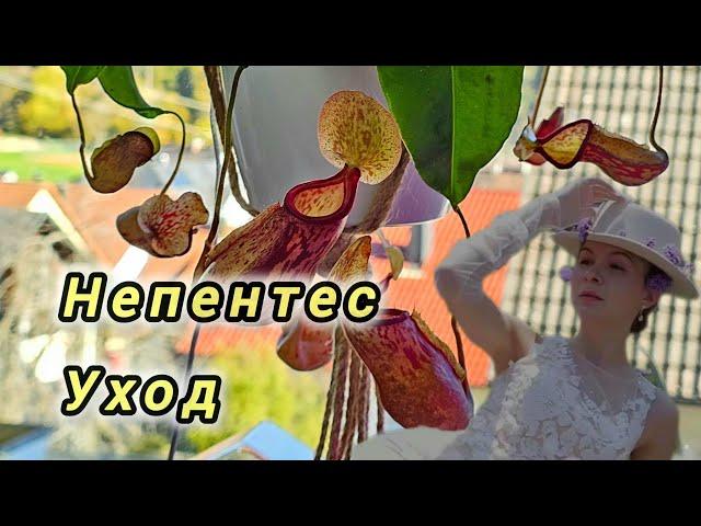 НЕПЕНТЕС УХОД В ДОМАШНИХ УСЛОВИЯХ #top #цветы #plants #garden #nature #