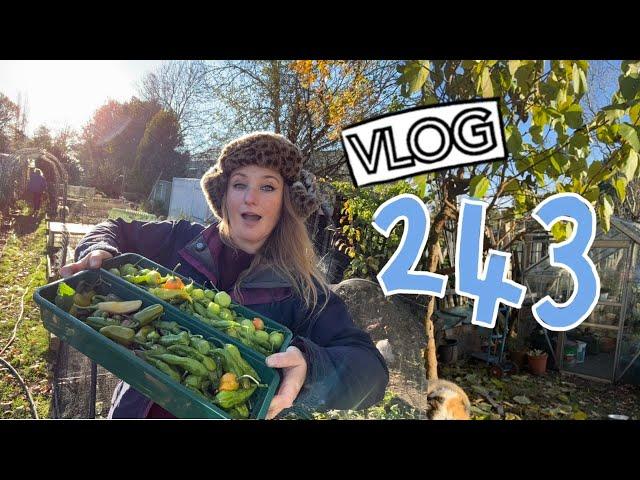 A trip to the Coast and Stripping the Chillies! Ep 243 || Plot 37