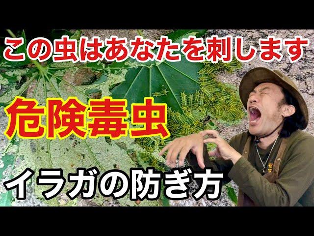 【注:大量発生】刺されると危険なイラガの退治法　　　　【カーメン君】【園芸】【ガーデニング】【初心者】【害虫】